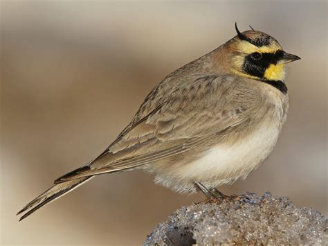 Lark .